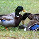 Illustration for article titled Fund a study that will plumb the horrors of duck sex!